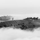 weinberg im nebel