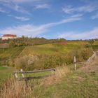 Weinberg im Oktober