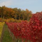 Weinberg im Oktober