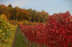 Weinberg im Oktober