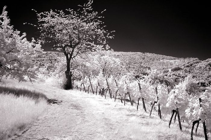 Weinberg im Remstal