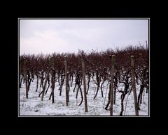 Weinberg im Schnee