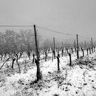 Weinberg im Schnee