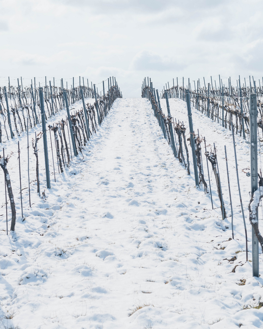 Weinberg im Schnee