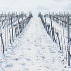 Weinberg im Schnee