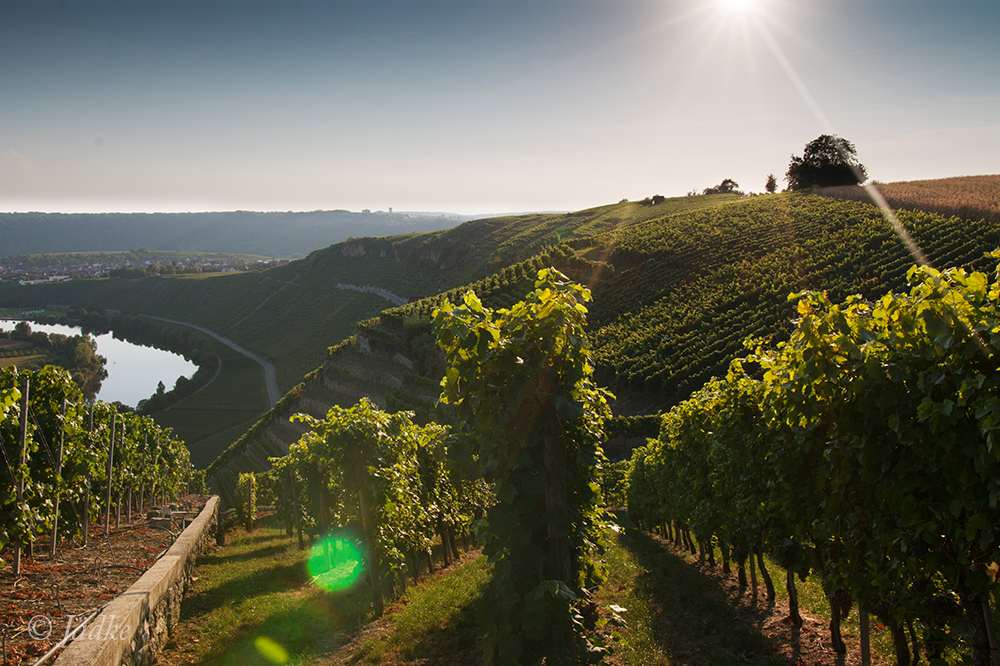 Weinberg im Spätsommer