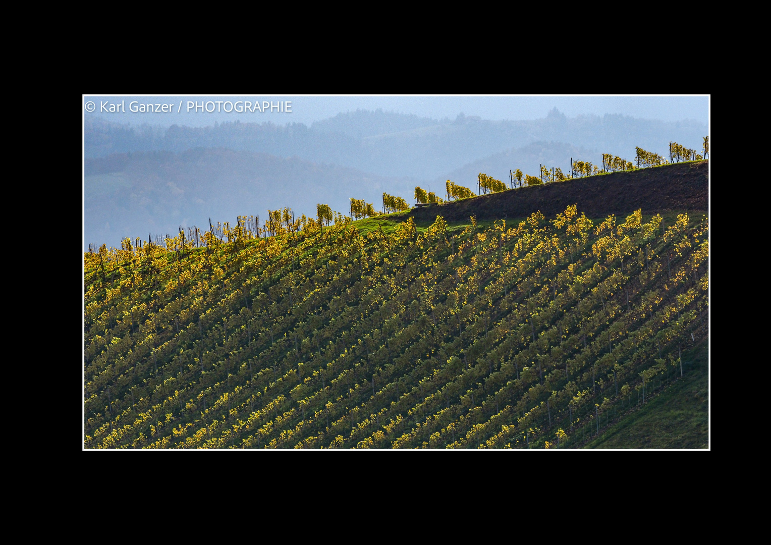 Weinberg im Streiflicht Herbst