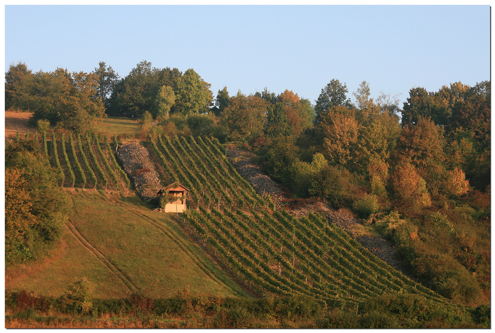 Weinberg im Taubertal