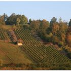 Weinberg im Taubertal