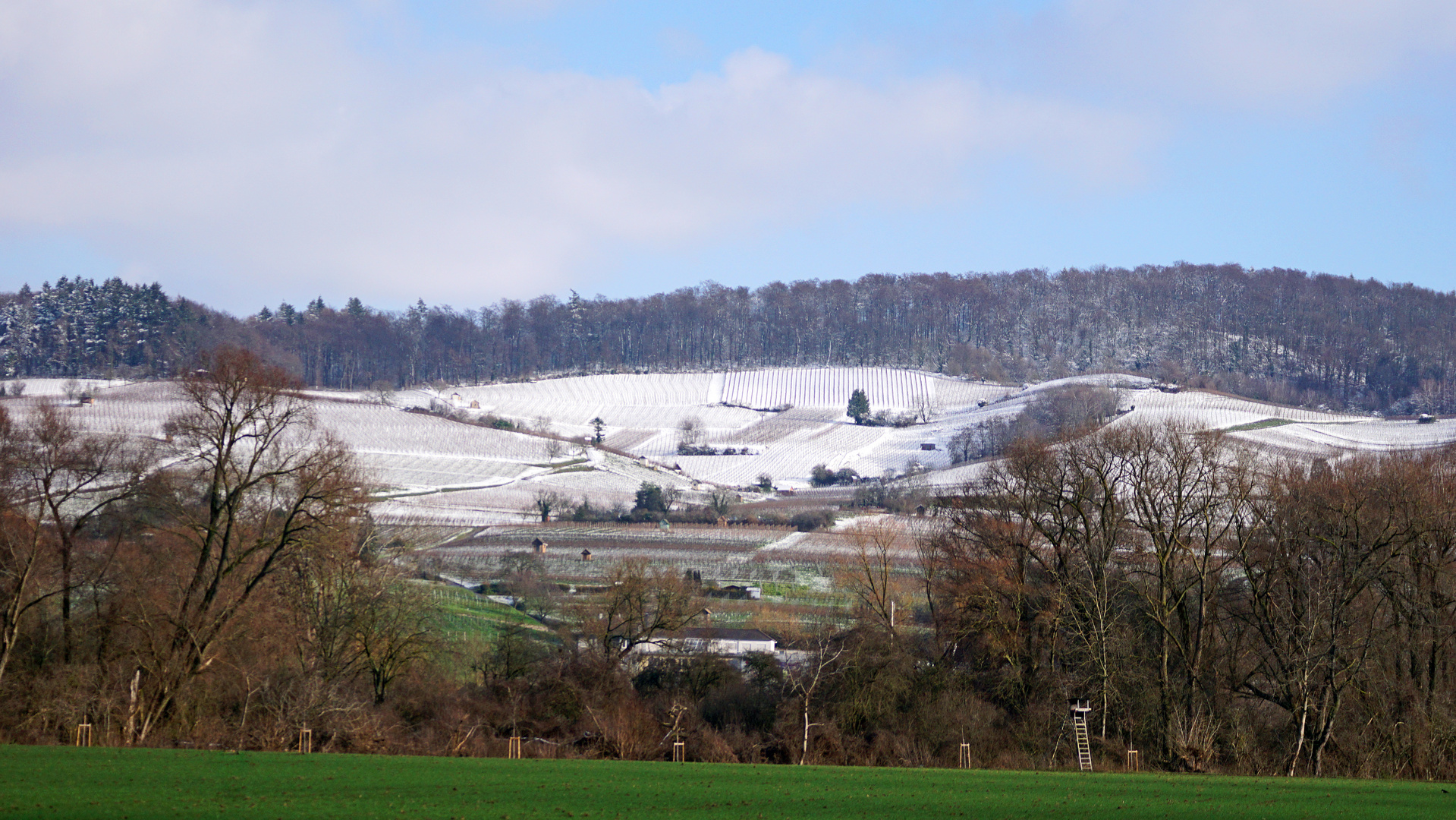 Weinberg im Winter