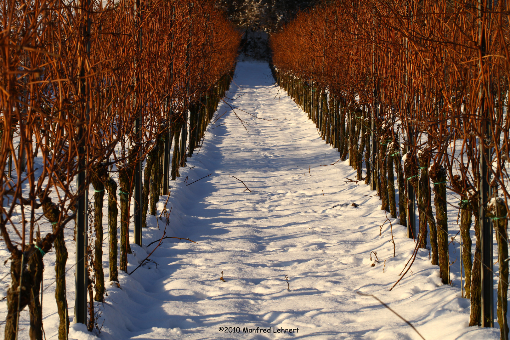 Weinberg im Winter