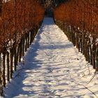 Weinberg im Winter