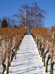 Weinberg im Winter