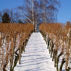 Weinberg im Winter