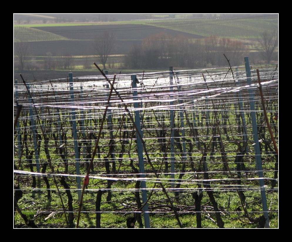 Weinberg im Winter