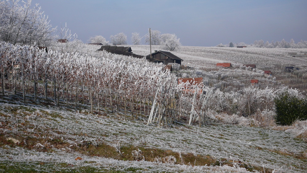 Weinberg im Winter