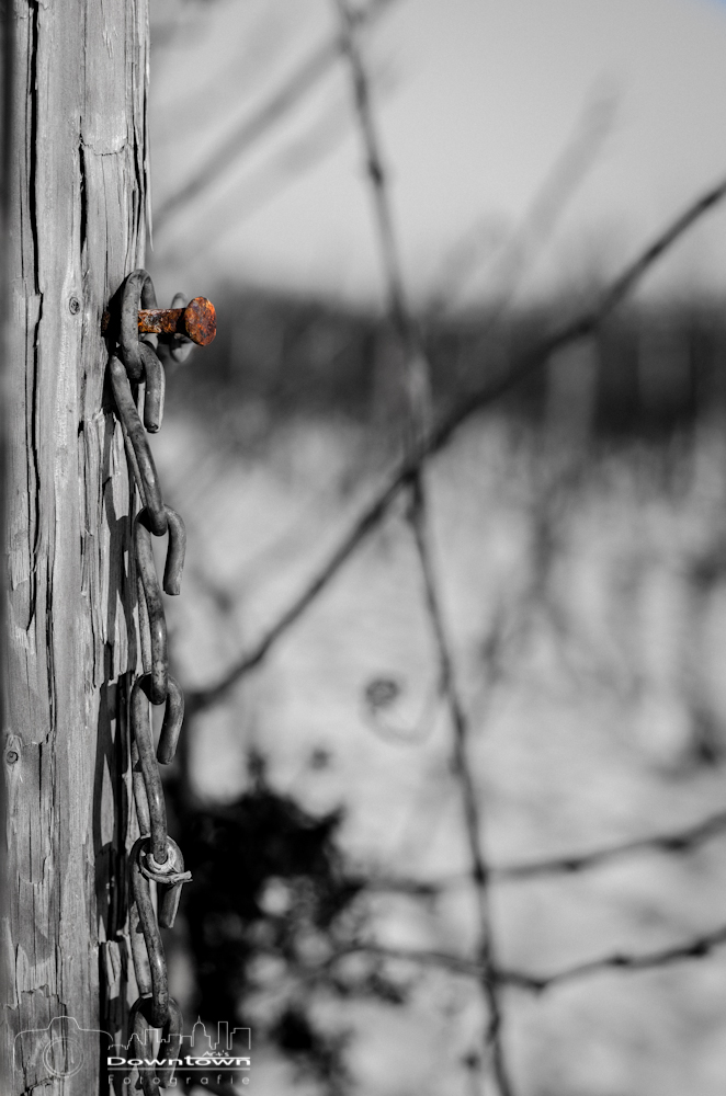 Weinberg im Winter