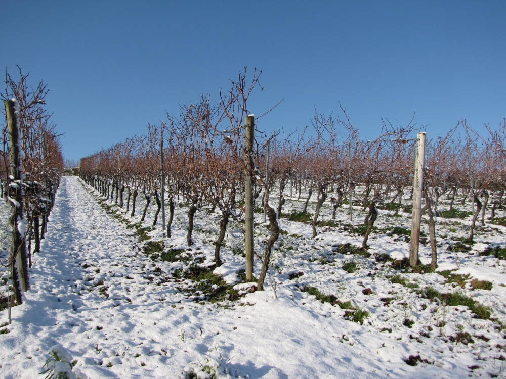 Weinberg im Winter