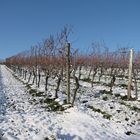 Weinberg im Winter