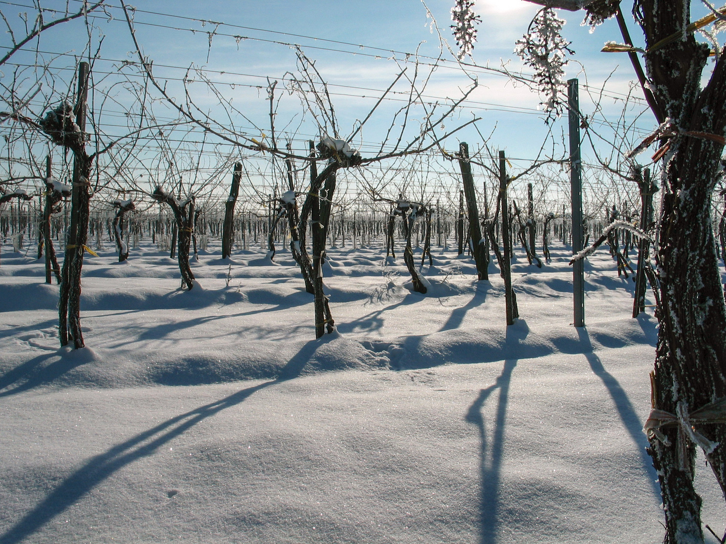  Weinberg im Winter