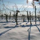  Weinberg im Winter