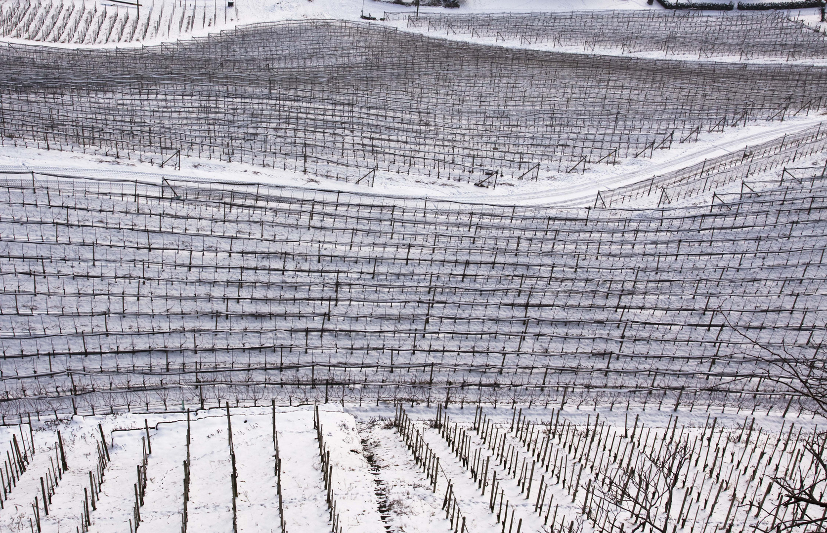 Weinberg im Winter