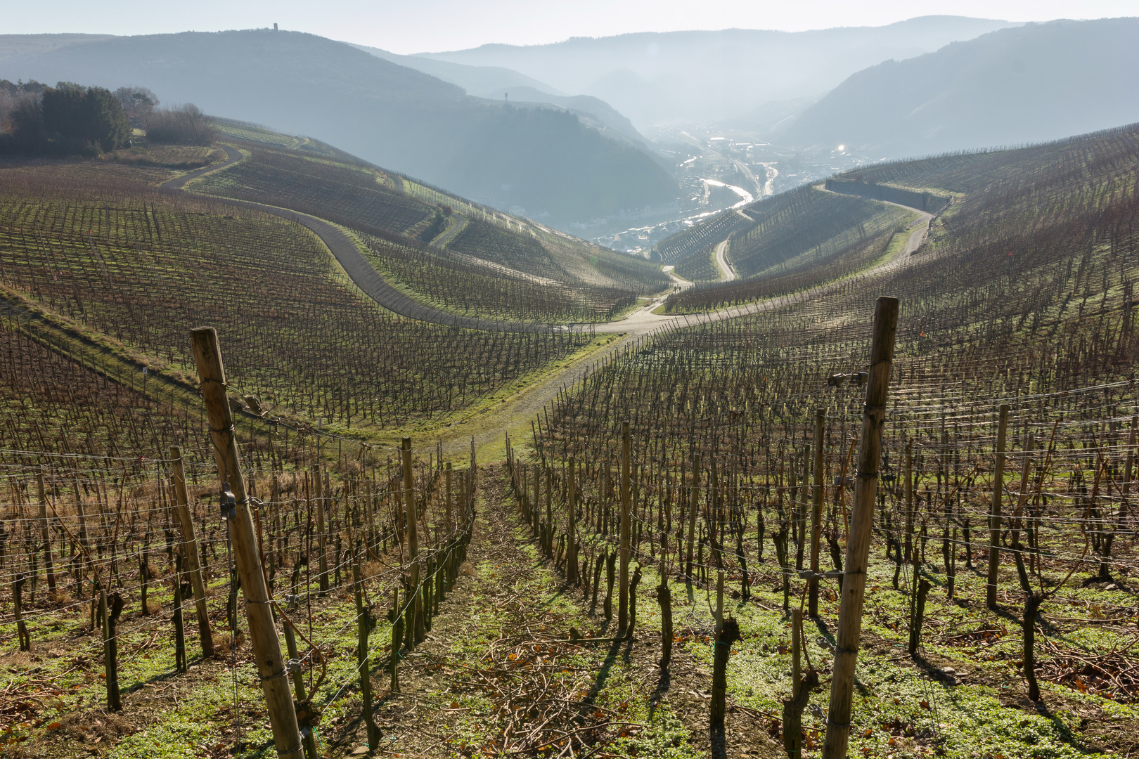 Weinberg im Winter