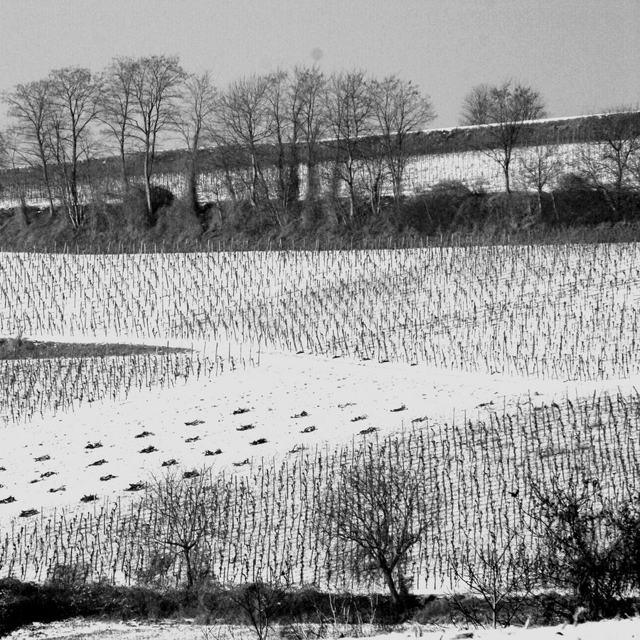 Weinberg im Winter