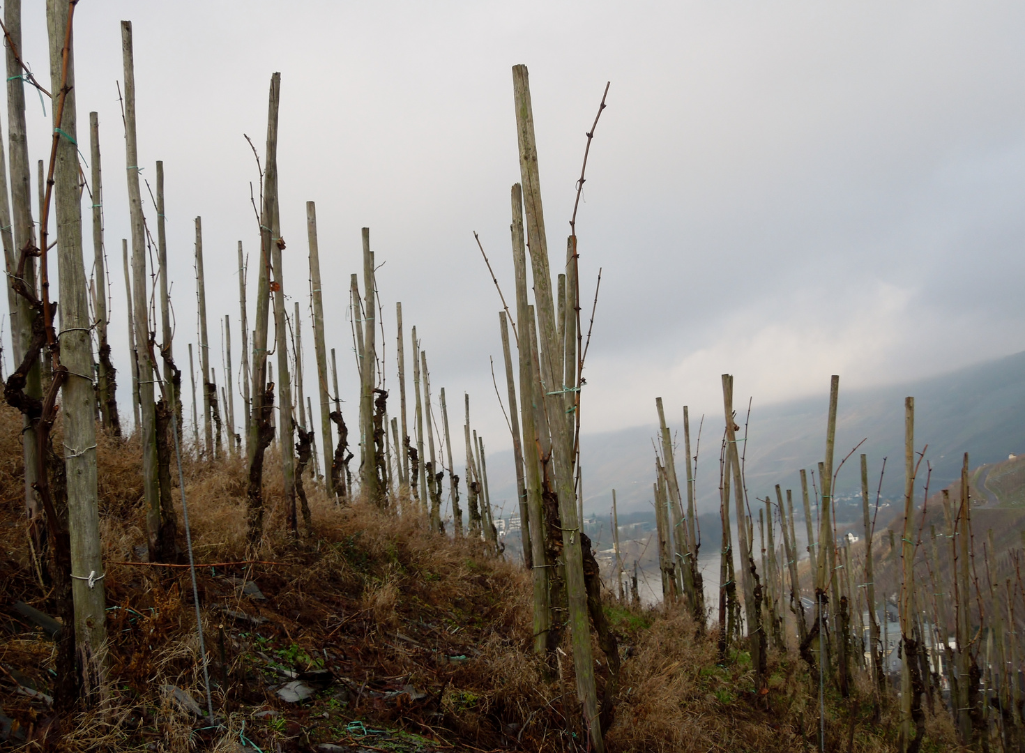 Weinberg im Winter