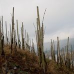 Weinberg im Winter