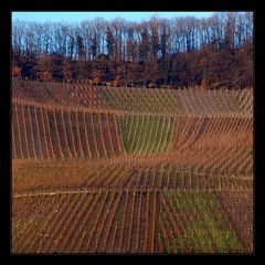 Weinberg im Winter I