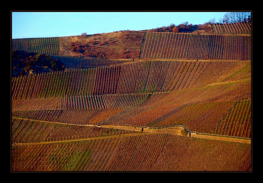 Weinberg im Winter II