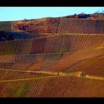 Weinberg im Winter II