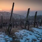 Weinberg im Winter mit Schnee