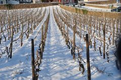 Weinberg im Winterschlaf