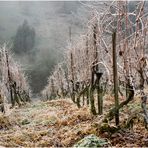 Weinberg im Winterschlaf