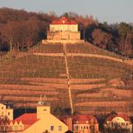 Weinberg im Winterschlaf