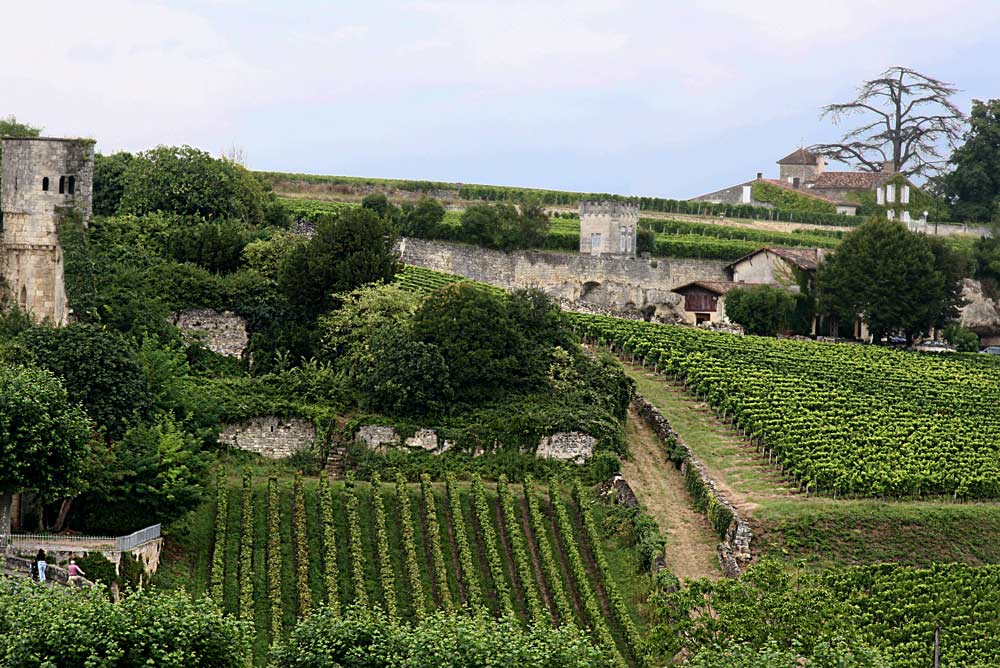 WEINBERG IN DEN RUINEN