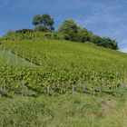 Weinberg in der fränkischen Toskana