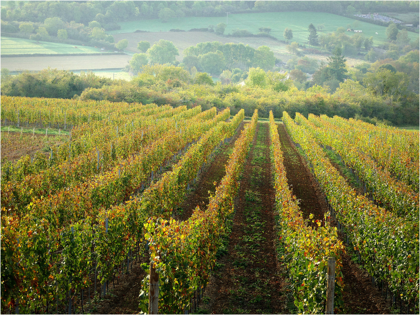 Weinberg in der Morgensonne