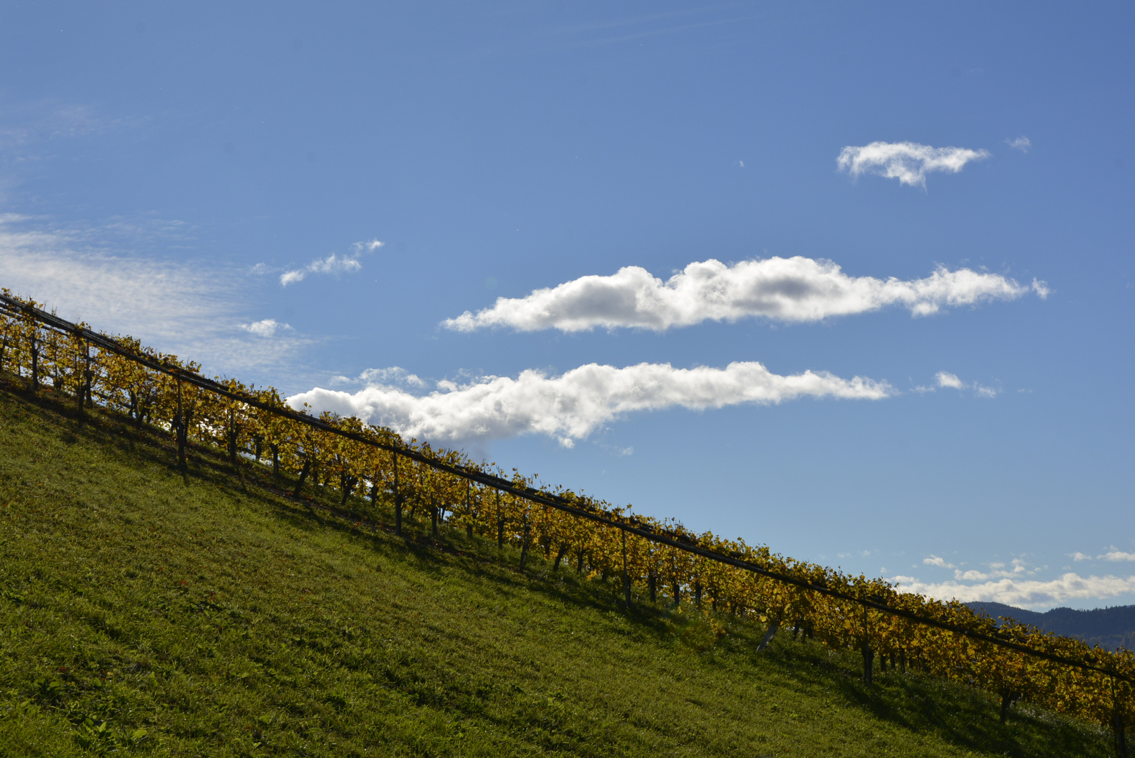 Weinberg  in der Südsteiermark