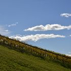 Weinberg  in der Südsteiermark