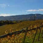 Weinberg in der Südsteiermark mit Klapotetz