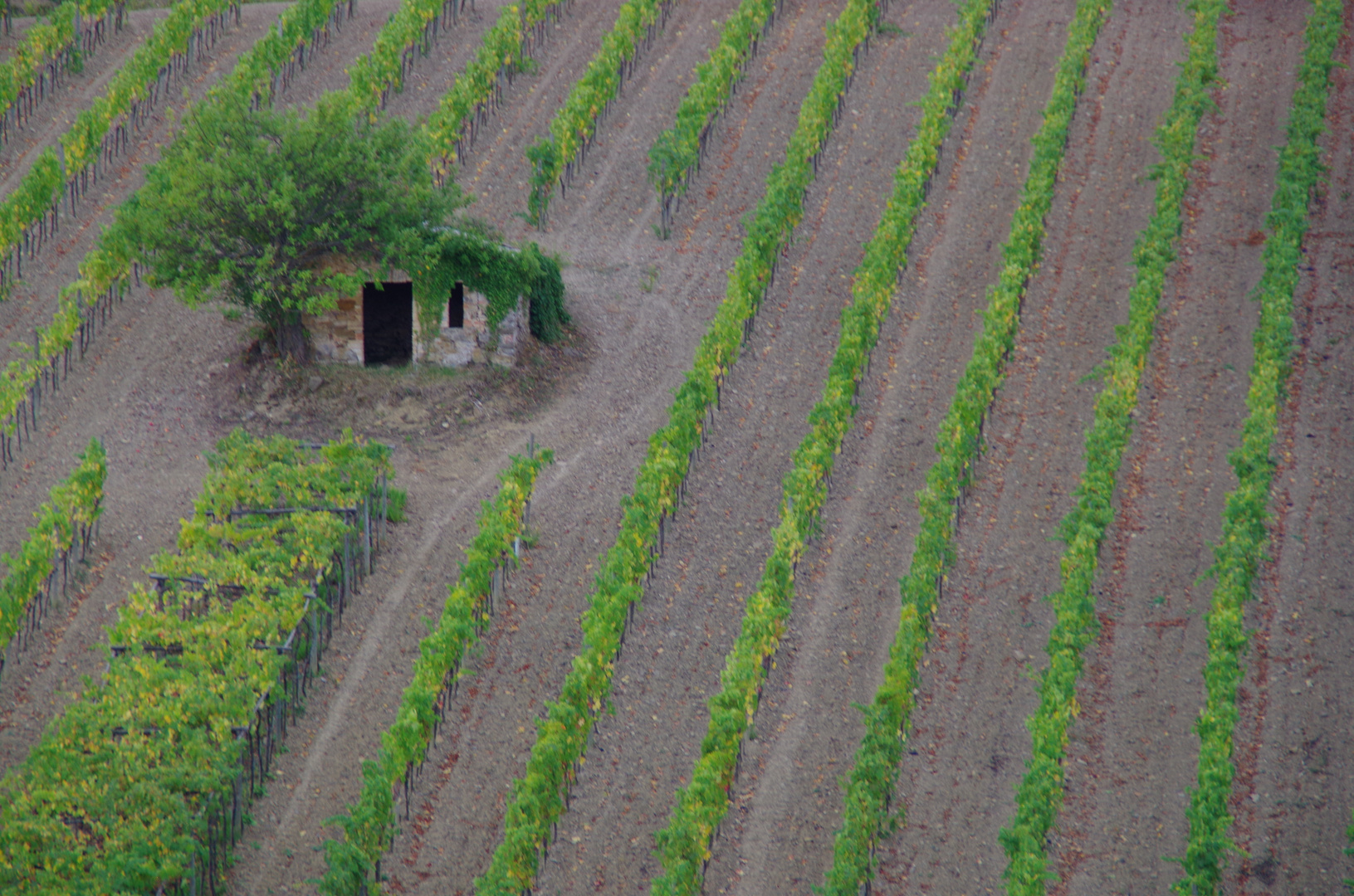 Weinberg in der Toskana