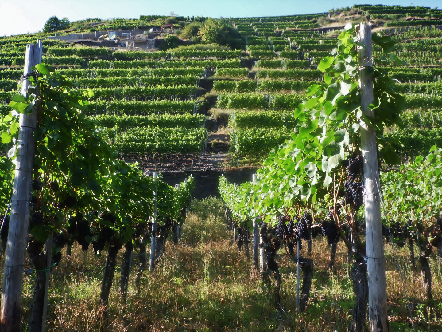 Weinberg in Dernau an der Ahr