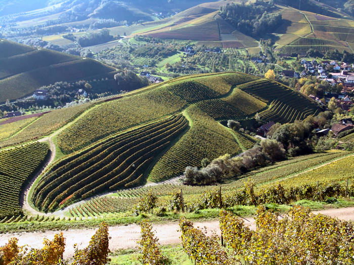 Weinberg in Durbach