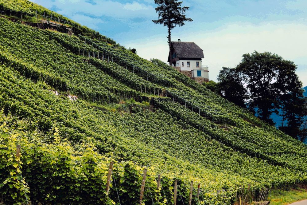 Weinberg in Emmendingen