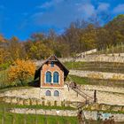 Weinberg in Freyburg/Unstrut - Burgenland