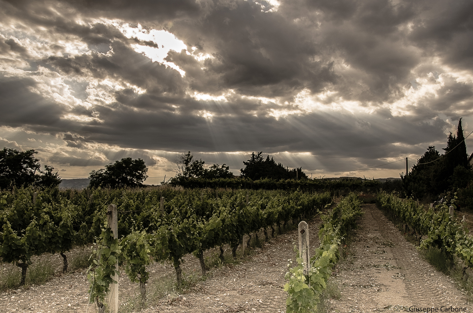 Weinberg in Genzano di Lucania (PZ) italien