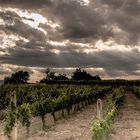 Weinberg in Genzano di Lucania (PZ) italien